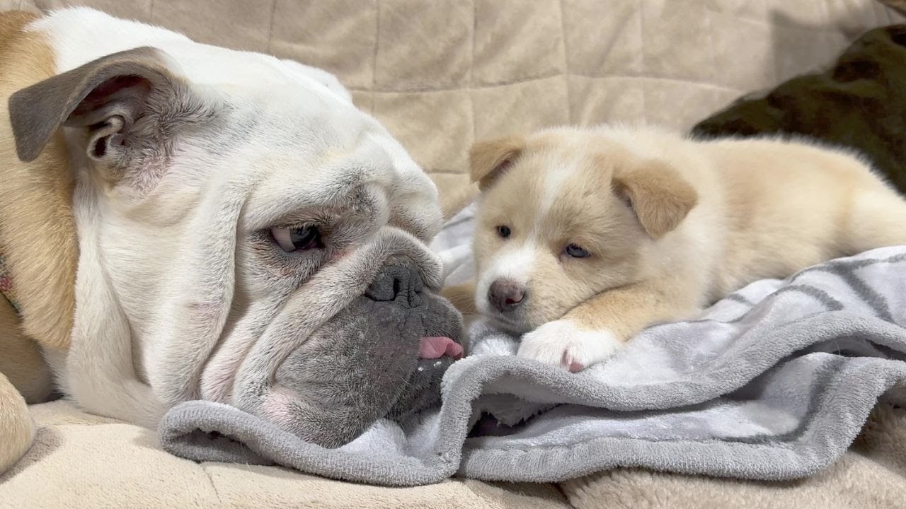 介護が必要な子犬の隣で寄り添い続けるぶるまるの姿が優しかった…
