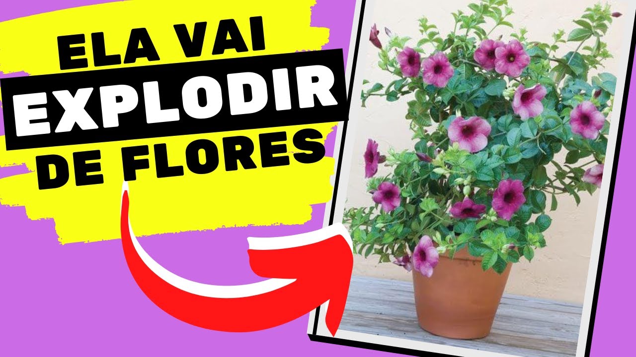 Aprenda como plantar ALAMANDA EM VASO com 7 DICAS SUPER PRÁTICAS