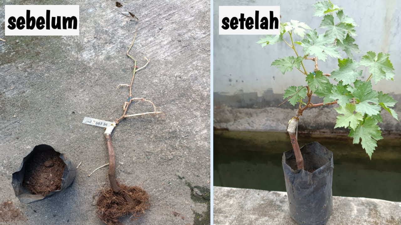 Penanganan dan Perlakuan Bibit Anggur setelah 3 Minggu (23 hari) di perjalanan