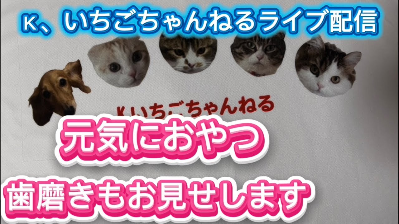 第570回 元気におやつを食べて、歯磨きお見せします🪥