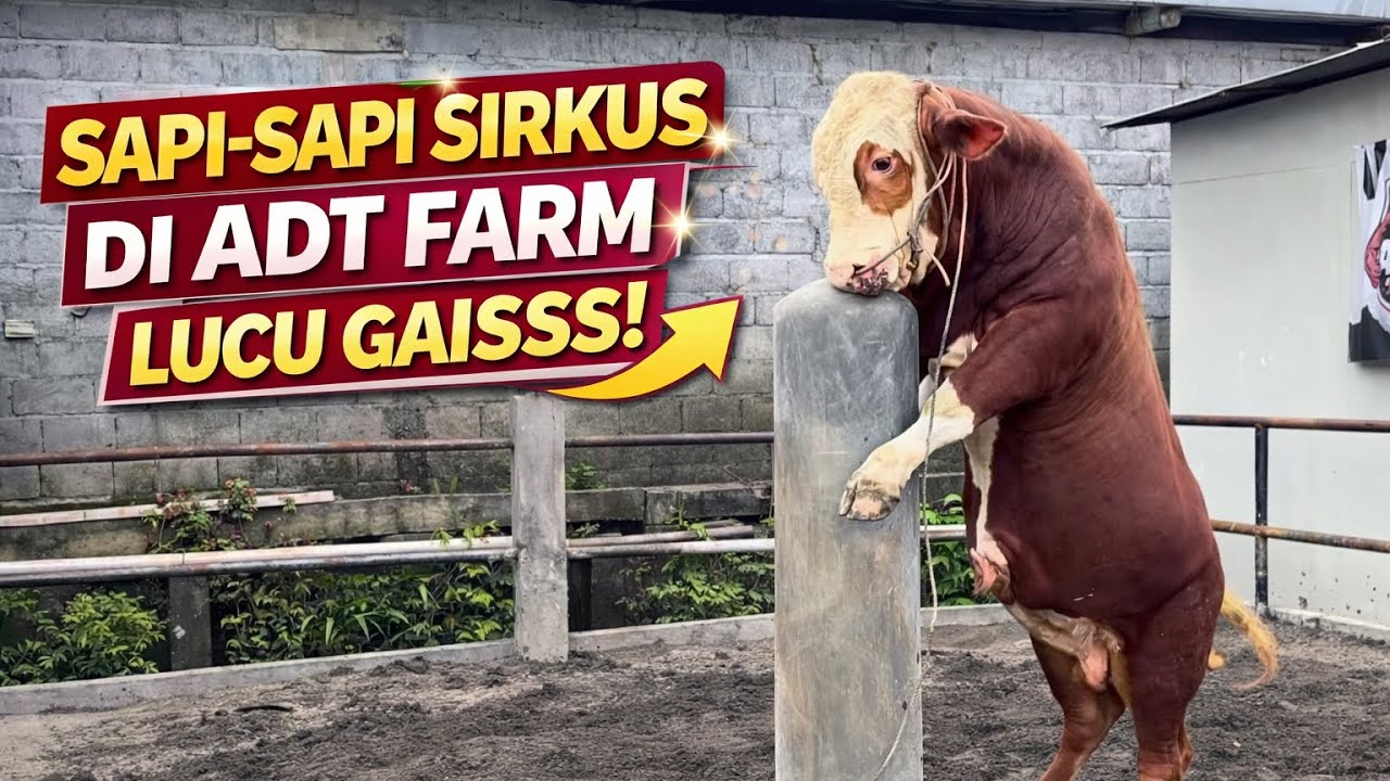MAIN DI KANDANG ADT FARM TEMANGGUNG GAIS SERU SEKALI. SAPINYA RAKSAKSA SEMUA 🔥🔥🔥