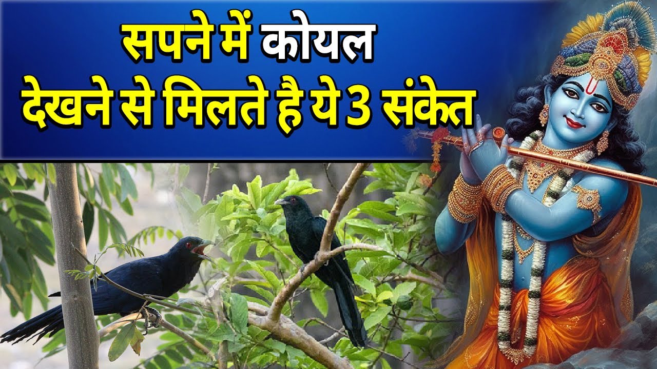 सपने में कोयल देखने से मिलते है ये 3 संकेत || sapne me koyal dekhna || sapne me koyal ki awaz sunna