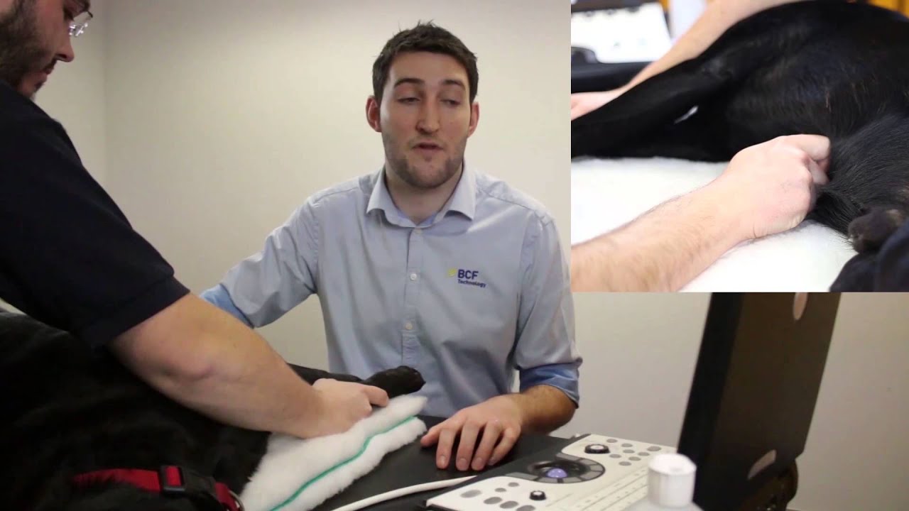 Abdominal Ultrasound FAST Scanning Techniques for Dogs Video 4 - Diaphragmaticohepatic view