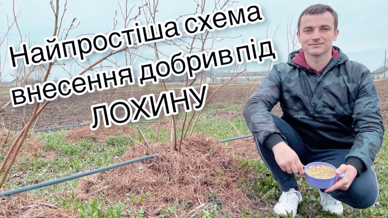 Найпростіша схема внесення добрив під лохину (голубику) 10.04.22