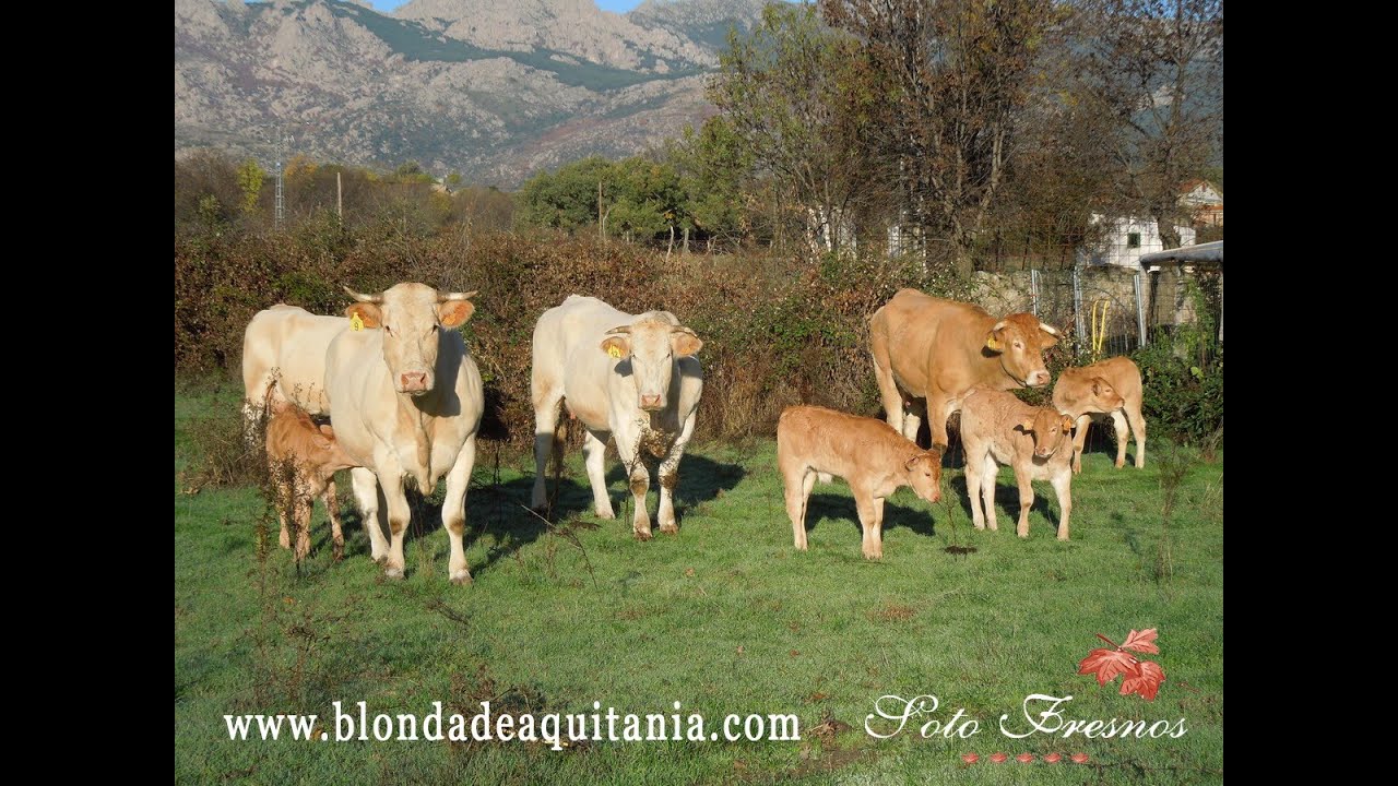 Terneros para venta Blonde Aquitania, Ganader&iacute;a Soto Fresnos 01-12-15