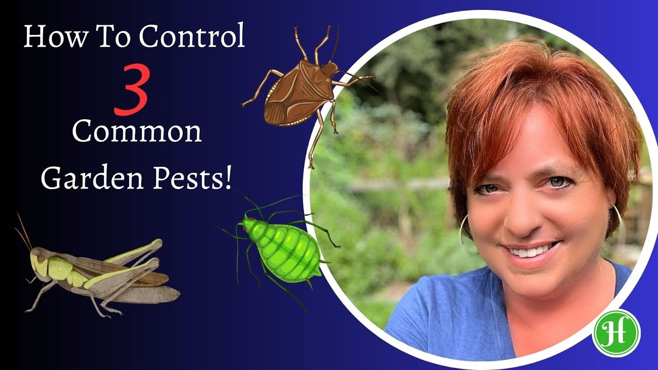 How To Control 3 Common Garden Pests- Squash Bugs, Aphids, & Grasshoppers