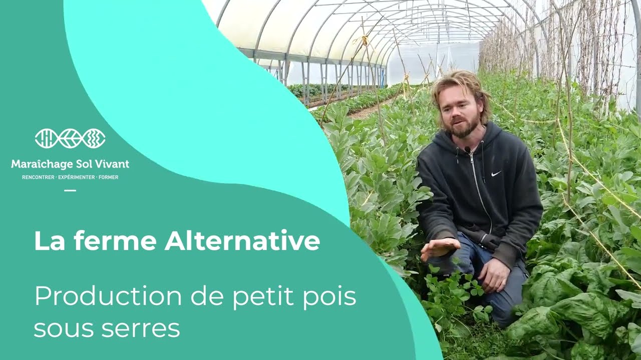 Fiche ITK - Association de petit-pois, épinard et fève - Alterrenative