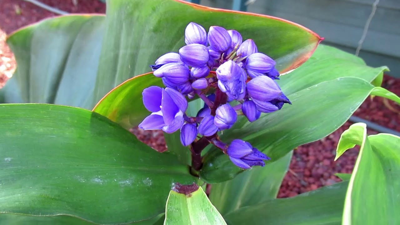 What's Flowering in the Ginger Garden - October 2020