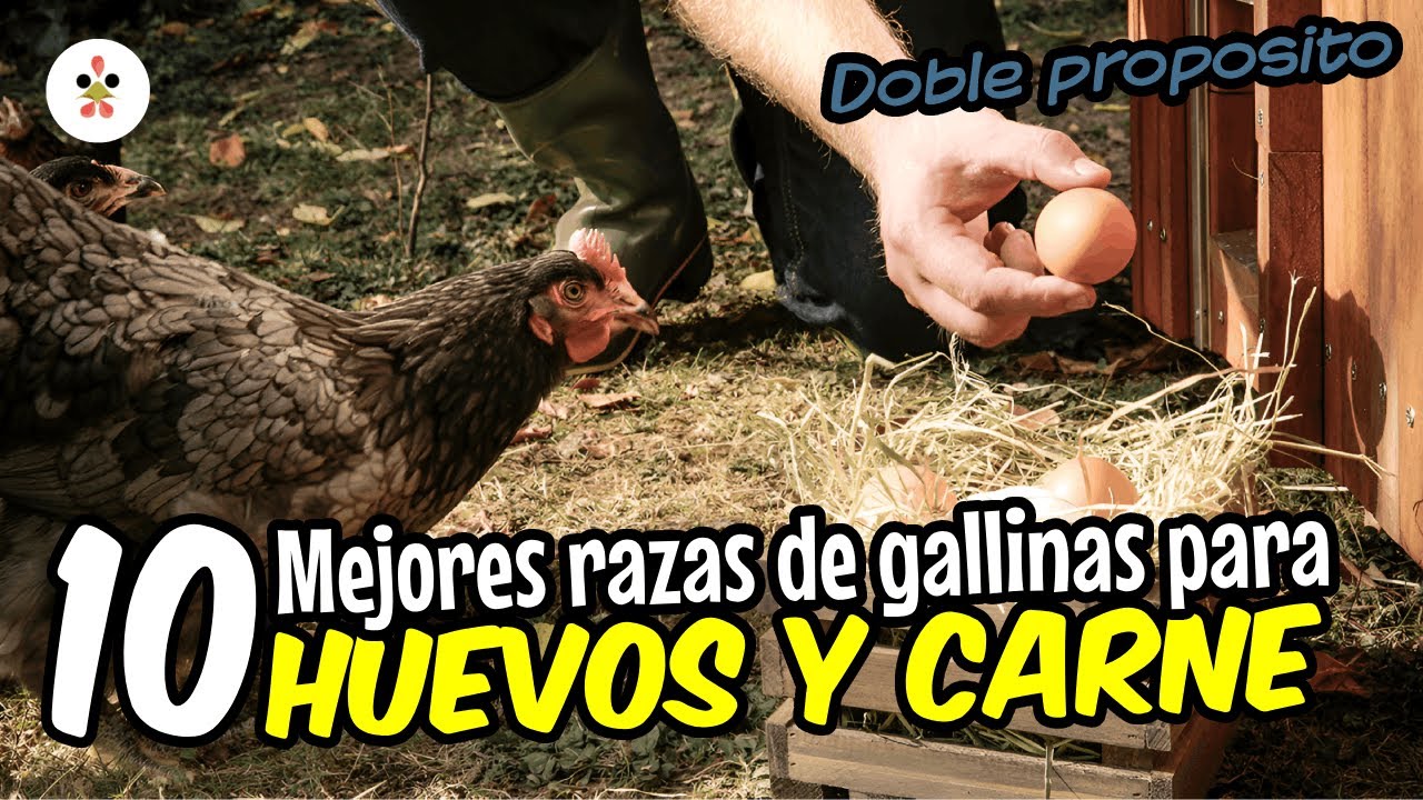 ¿Quieres gallinas para carne y huevos? Estas son las 10 mejores razas de doble propósito