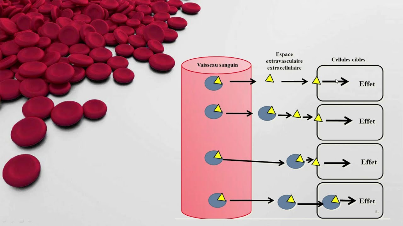 Physiologie Animale: Transport plasmatique des Hormones - Notion de récepteur -Mécanismes d’action.
