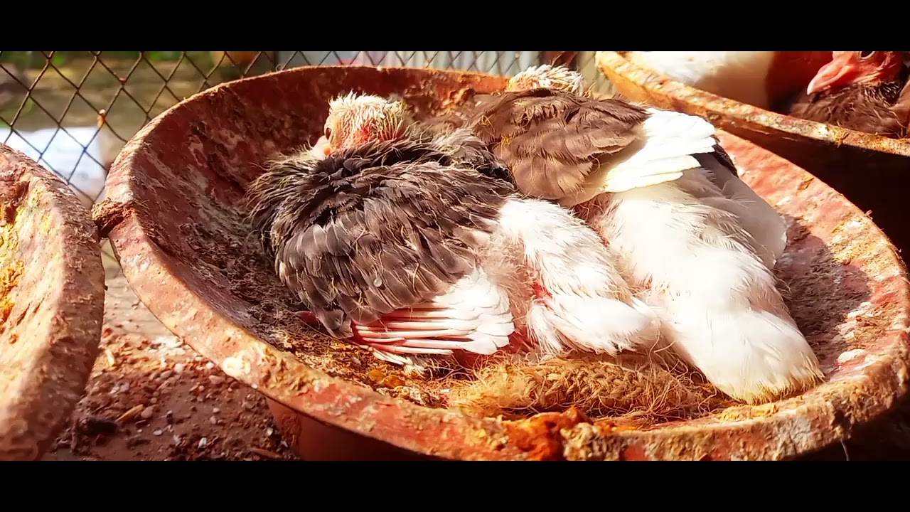 এবারের ব্যাচের গররা বেবি গুলোকে রোদে দিলাম,  অনেক দিন পর রোদ উঠেছে আজ ভালো ভাবে।