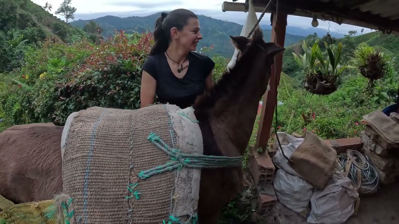 Del Campo a la Mesa: El Viaje del Plátano #campo #platanos #antioquia #4k #campesinos #video4k