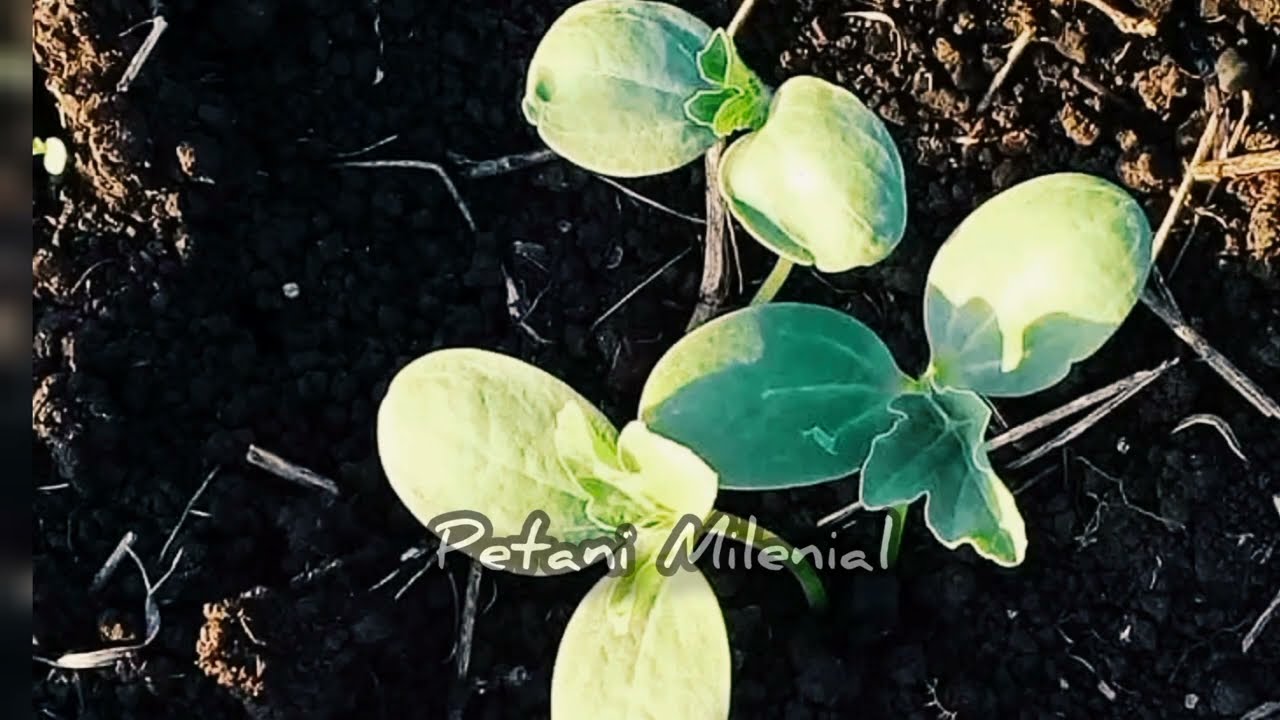 Panduan Menanam Semangka Madrid F1