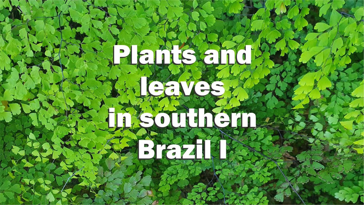 Plants and leaves in southern Brazil I