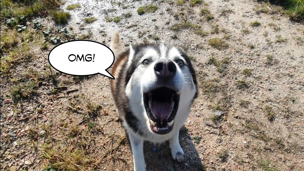 Dog finds out What Happens on Halloween