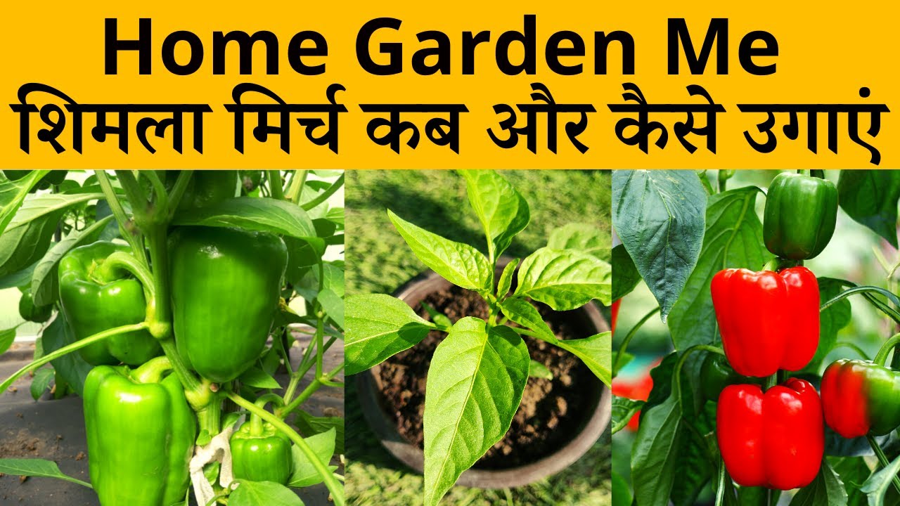 घर पर गमले में शिमला मिर्च कब और कैसे उगाएं और देखभाल कैसे करें | Shimla Mirch Plant Care In Hindi