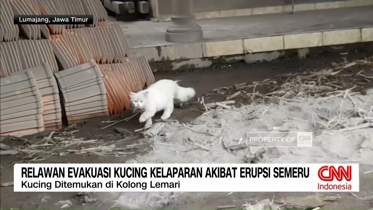 Relawan Evakuasi Kucing Kelaparan Akibat Erupsi Semeru