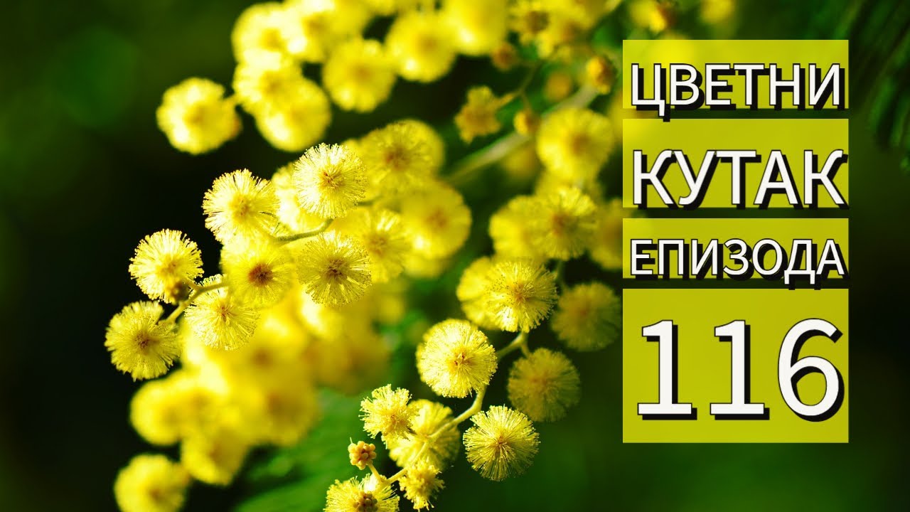 Cvetni kutak ep. 116 27.01.2022. Zaštita od snega i mraza, ehmeja, cestrum, Urban Garden, ASC Garden
