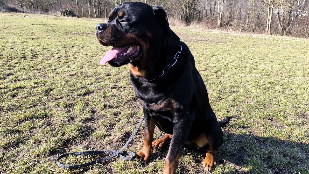 Kynologicky klub SMILE of DOG - Nové Mesto nad Váhom.