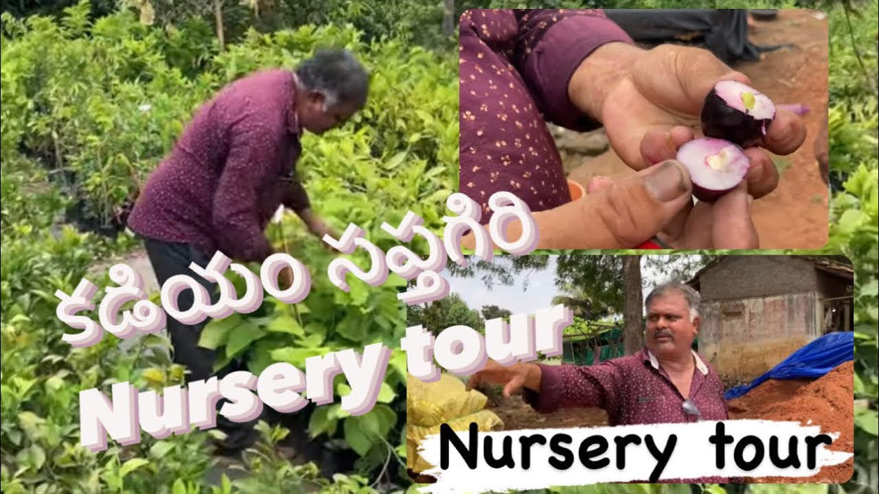 వర్షాకాలంలో పక్కాగా వెల్ల వలసిన nursery || sapthagiri nursery tour in kadiyam || #gardening