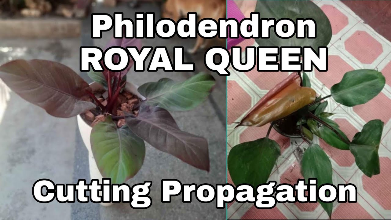 PHILODENDRON ROYAL QUEEN Cutting Propagation