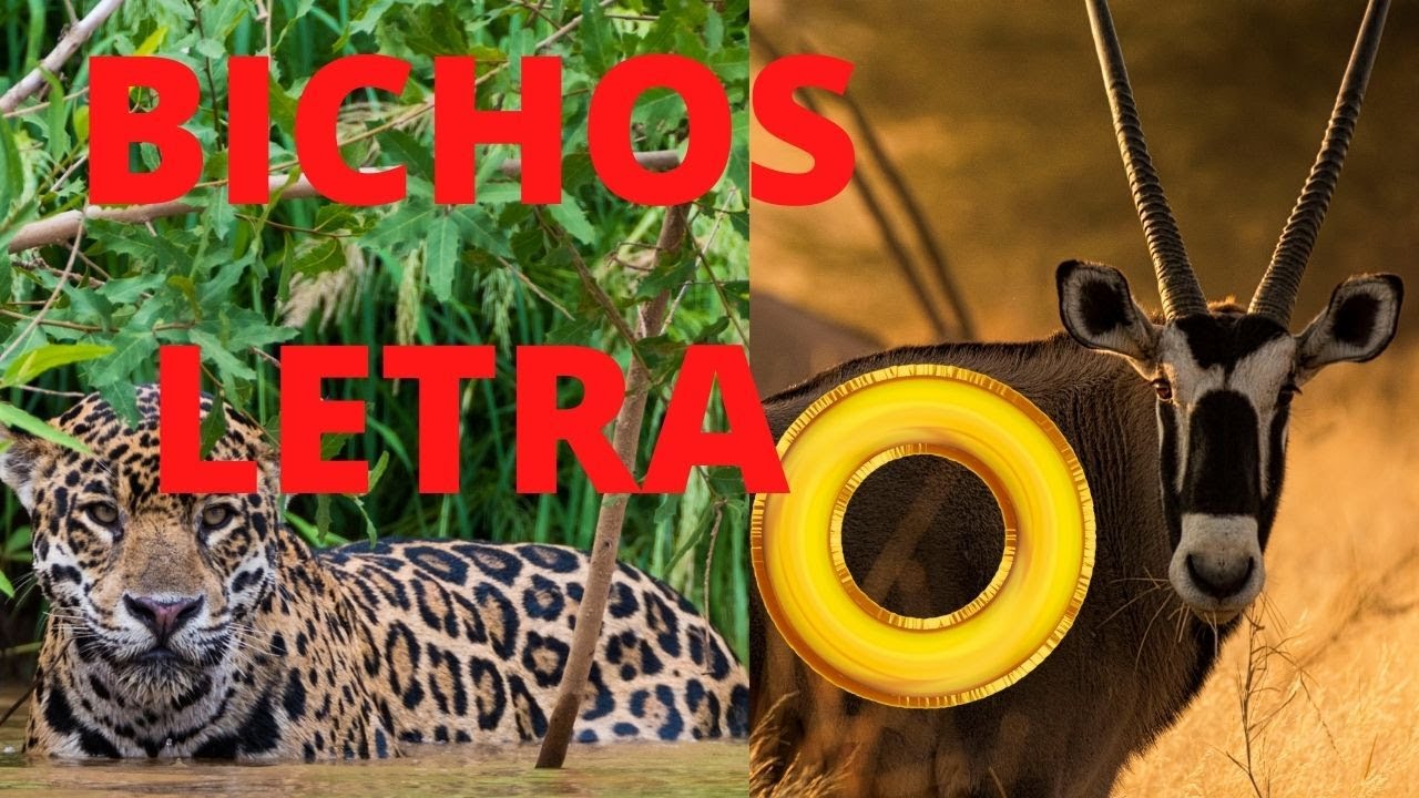 BICHOS COM O / ANIMAIS QUE COMEÇAM COM A LETRA O DO ALFABETO / ANIMAIS COM A LETRA O.
