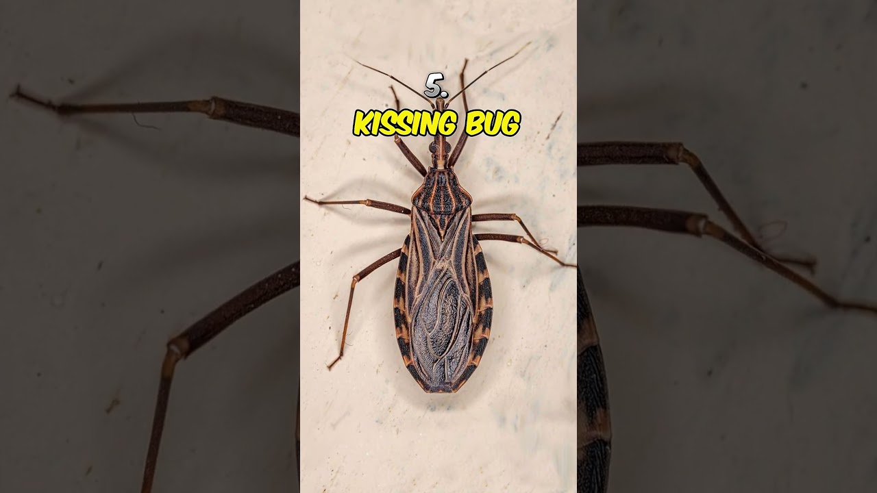 Top 5 Most Dangerous Flying Insects.