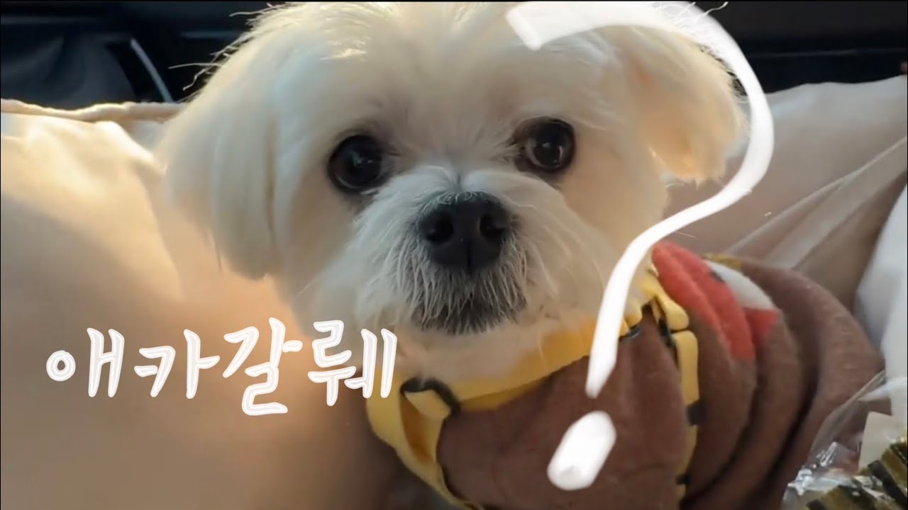 애카같이갈래?