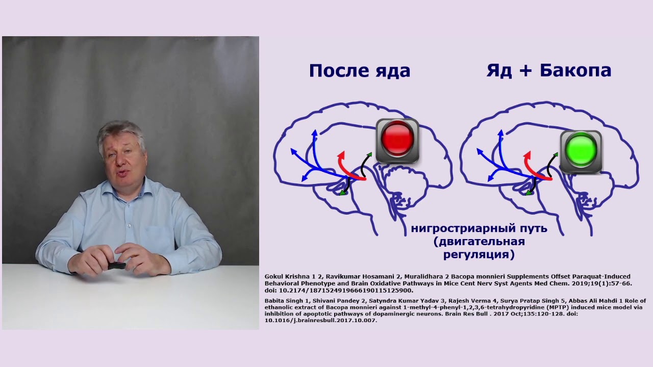 Бакопа &ndash; ноотроп или &laquo;тормоз&raquo; для мозга?