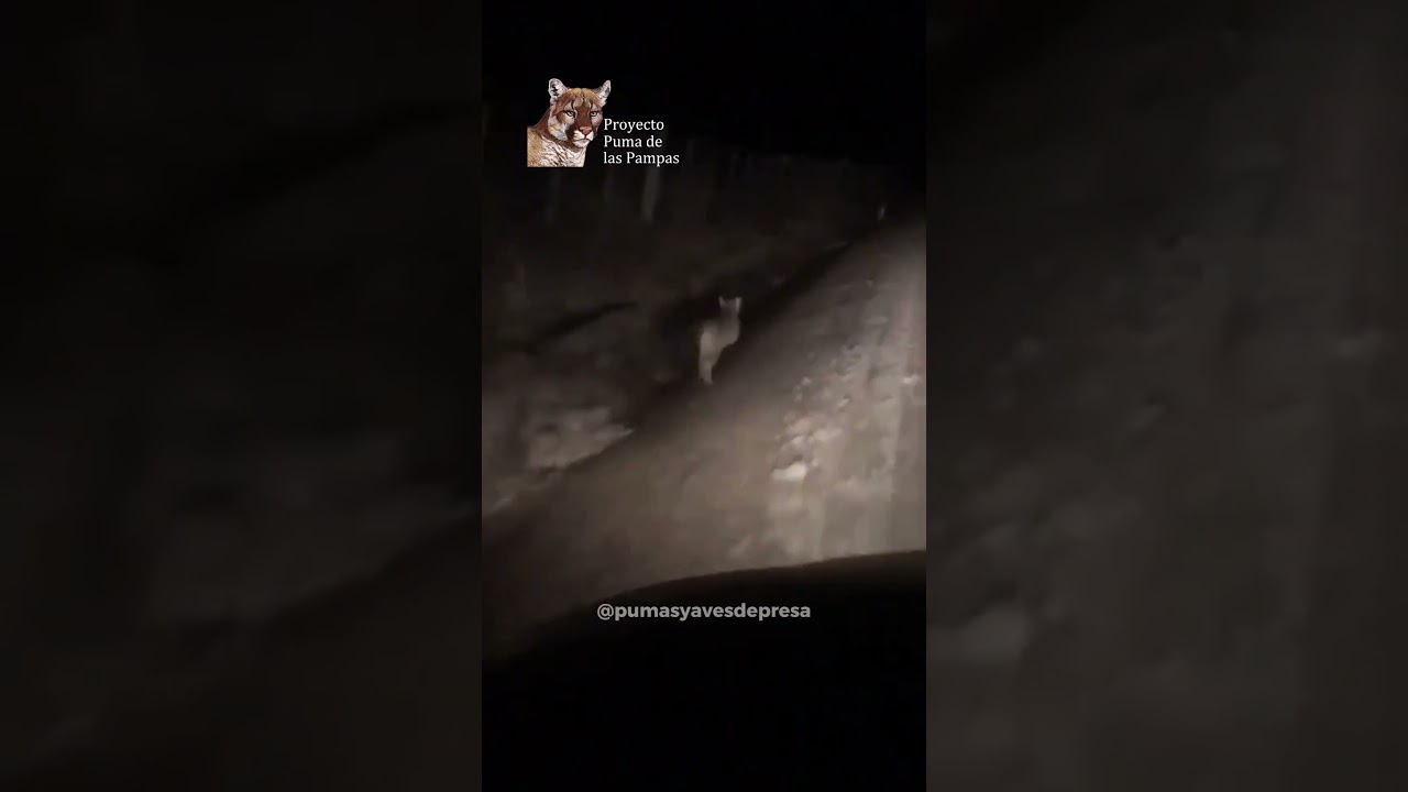 CACHORROS DE PUMA CAPTADOS EN UN CAMINO RURAL BONAERENSE A NO MAS DE 200 KM DE LA CAPITAL FEDERAL.