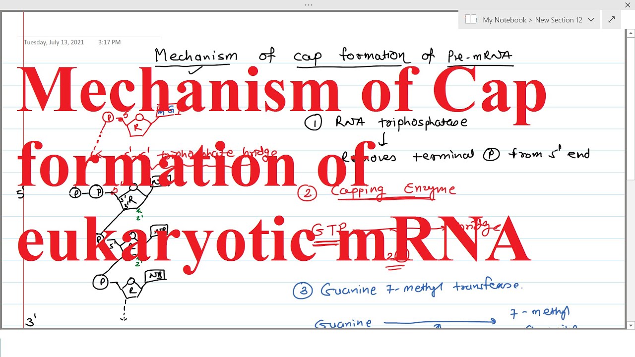 Mechanism of Cap formation of eukaryotic mRNA | 7-methyl Guanosine