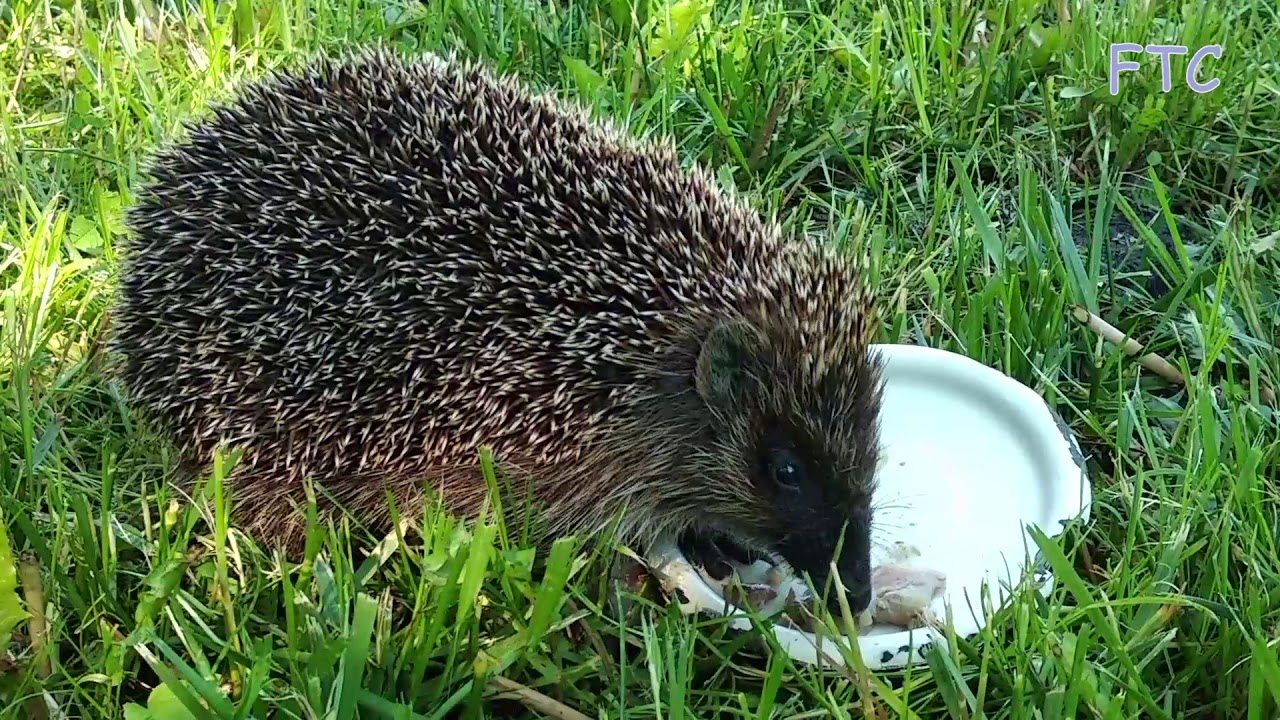Hedgehog visiting cats