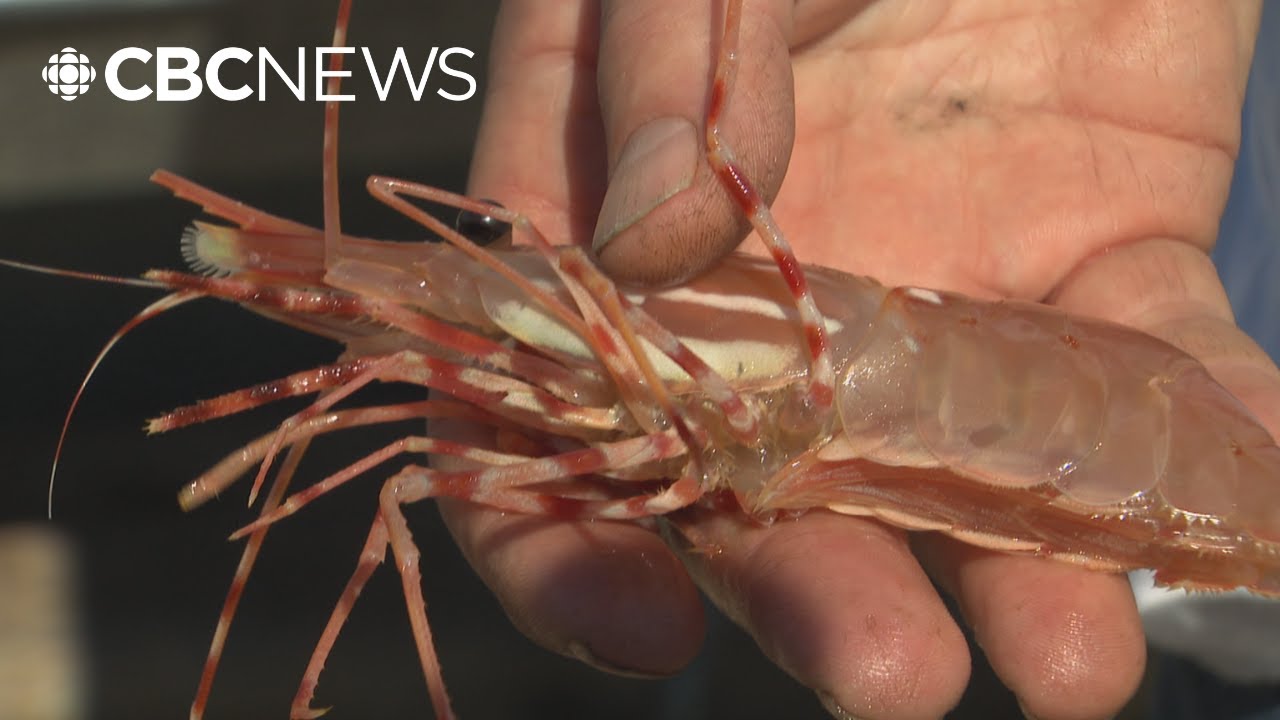 Spot prawn season is on. Here's how to enjoy them