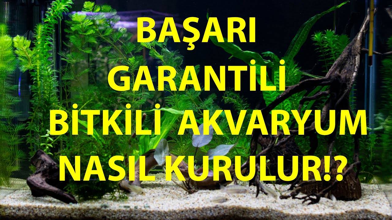 A'DAN Z'YE BAKIMI KOLAY &Ouml;RNEK BİTKİLİ AKVARYUM KURULUMU NASIL YAPILIR? HANGİ MALZEMELER KULLANILIR?