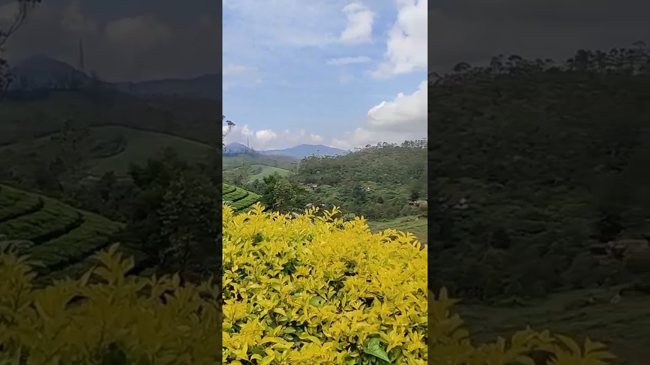 Top station Munnar | Tea estates Munnar | Munnar
