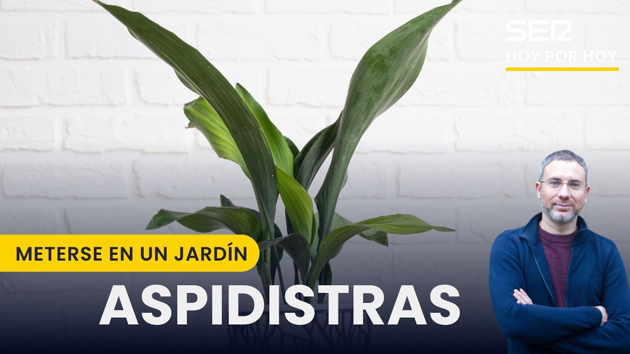 🌿 La PLANTA que NO MUERE: El SECRETO de la ASPIDISTRA en la SOMBRA | Meterse en un jardín
