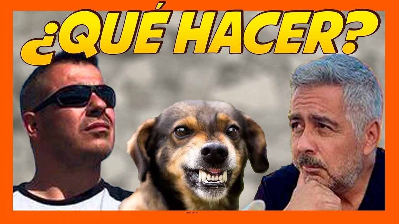 ⚠️Qué hacer si mi perro gruñe por su comida 🤔 | Ricardo Valdivia, Dani Pardos 🐶
