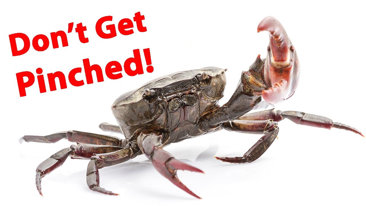 How To Rig Fiddler Crabs For Sheepshead, Redfish & Black Drum