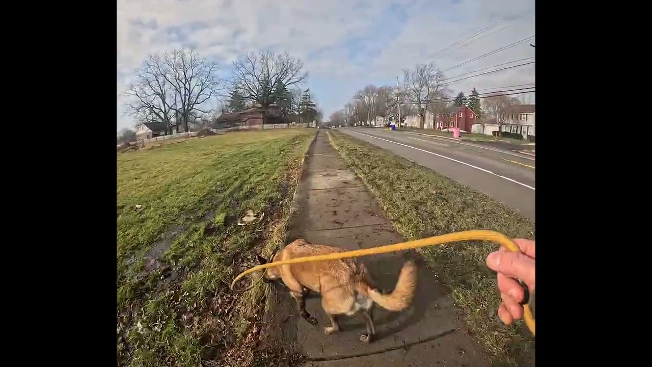 Ruger Walks in January (1)
