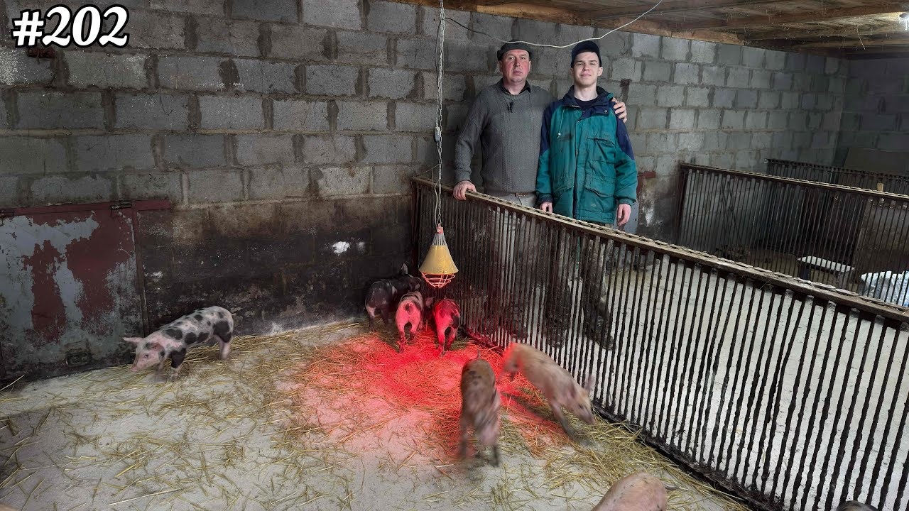 ПОРОСЯТА ПОДОРОСЛІШАЛИ: ЧАС ЙТИ У САМОСТІЙНЕ ЖИТТЯ🐖👍