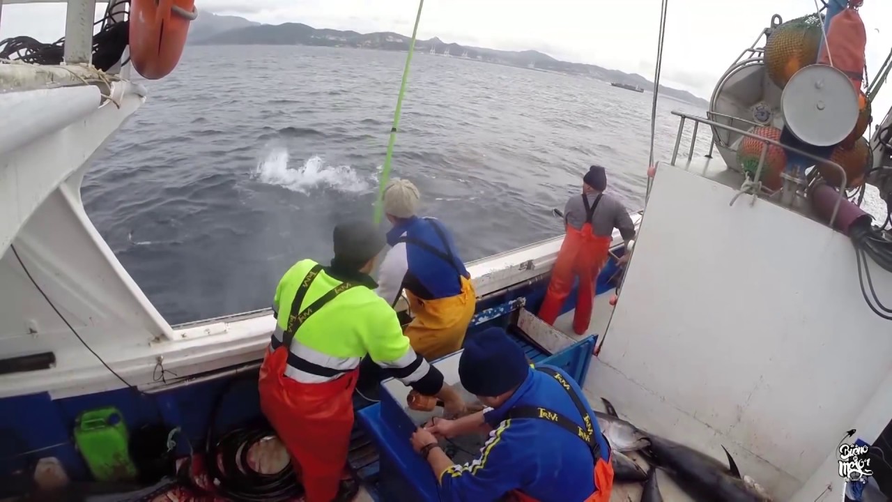 Atun Rojo Pesca en el Estrecho de Gibraltar クロマグロ漁  Tuna Fishing