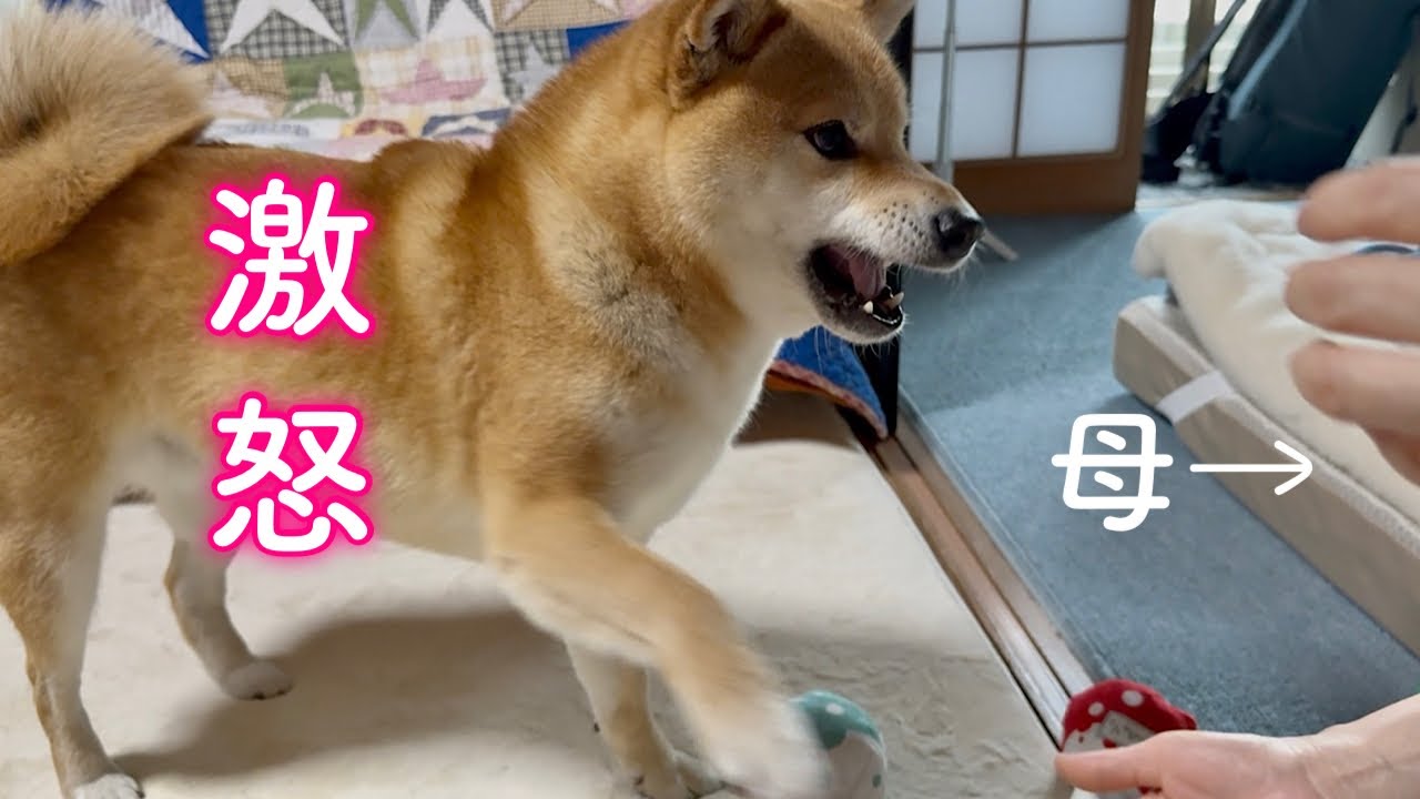 ママのお母さんのことが受け入れられずブチギレてしまう柴犬