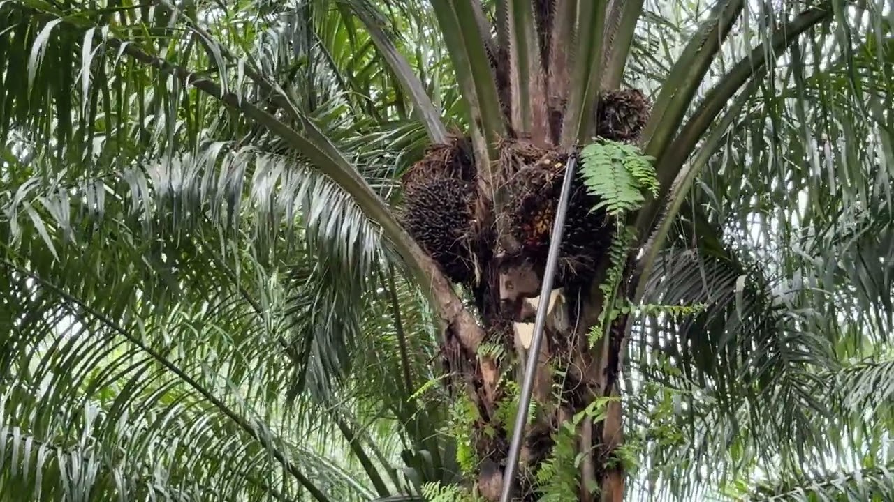 Panen sawit pokok sedang agak susah manennya padahal bukan sawit yangambi