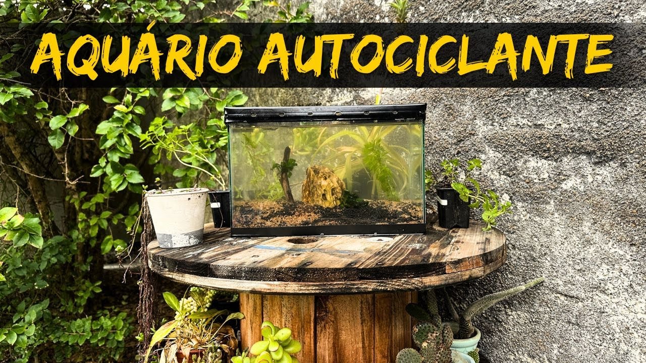 Montando um aquário autociclante de 10 litros