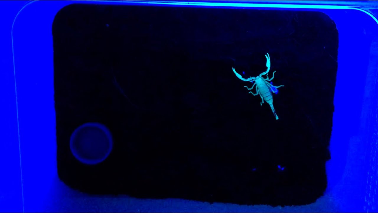 Скорпион атакует и светится в темноте (Scorpion attacks and glows in the dark)