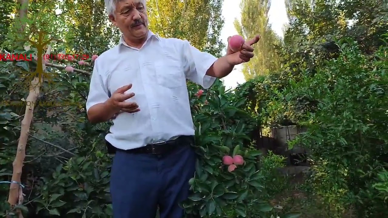 CHANG OLMA(QIZIL OLMA).