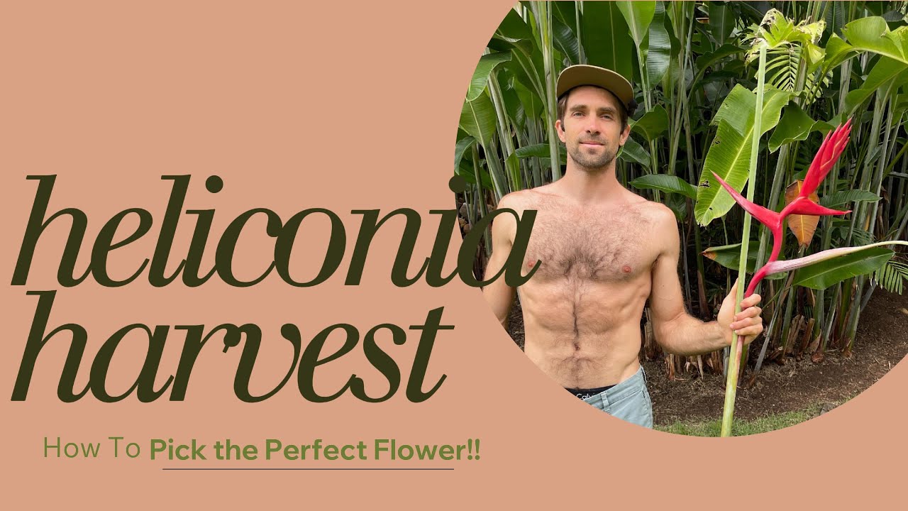 Harvesting Heliconia: Secrets to Longer-Lasting Tropical Flowers