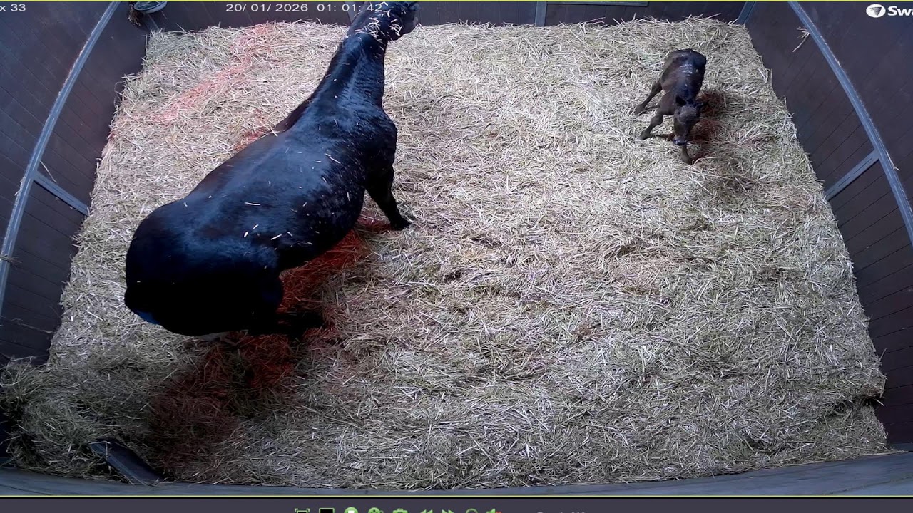 Chapel Stud Foaling Cam