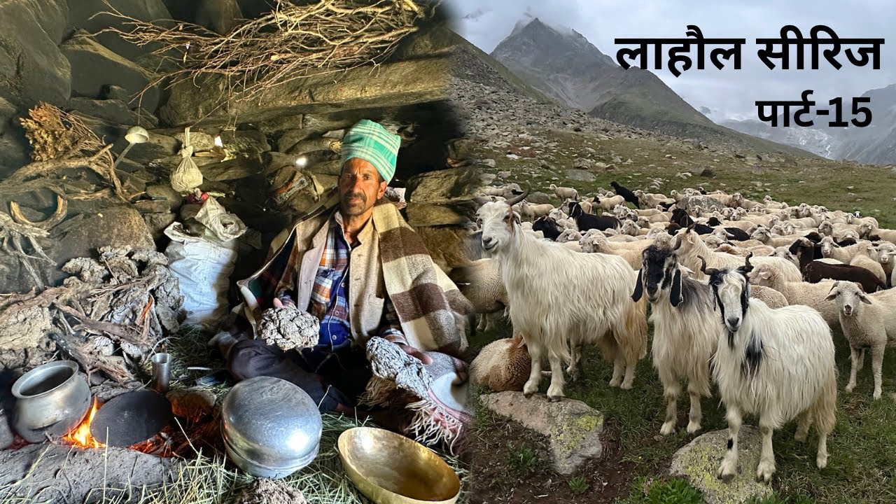 6 महीने परिवार से दूर 😢 | लाहौल की जड़ी-बूटियाँ खाने आती हैं गद्दियों की भेड़ें | असली पहाड़ी जीवन