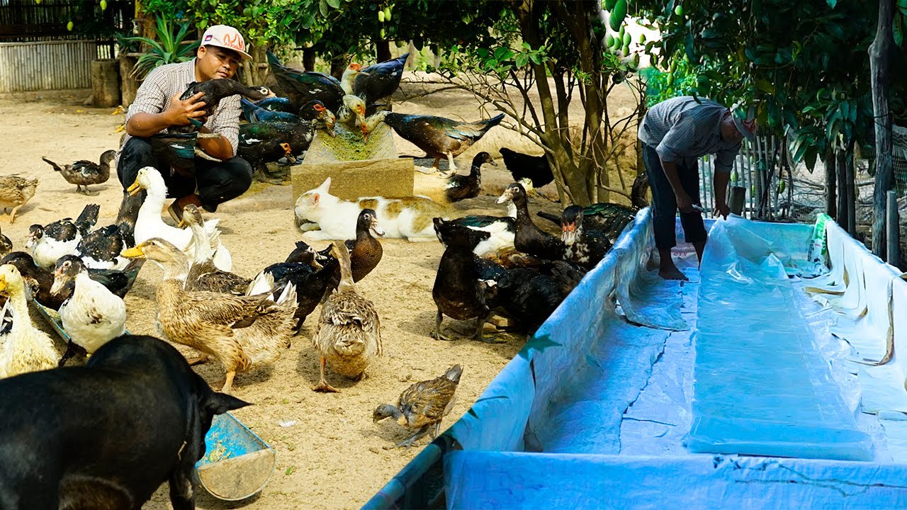 Using Azolla in Duck Farming for Profit | Planting Azolla Part 1
